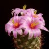 Mammillaria_insularis